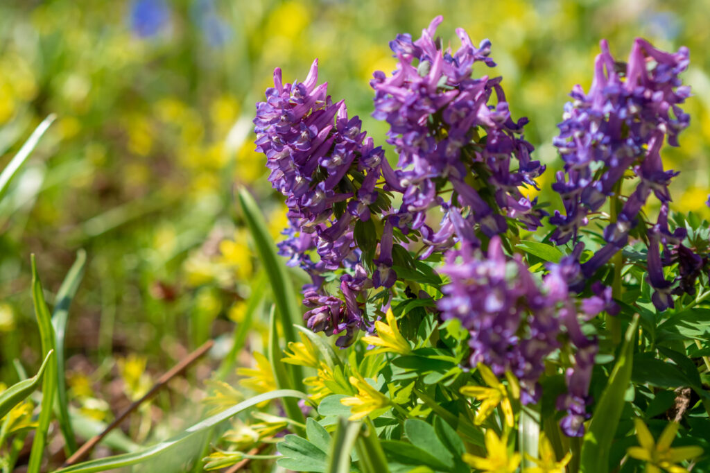 Fumewort (Corydalis solida) - (image credit: andre1ns)