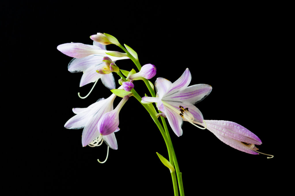 Hosta (Funkia) - (image credit: volgariver)