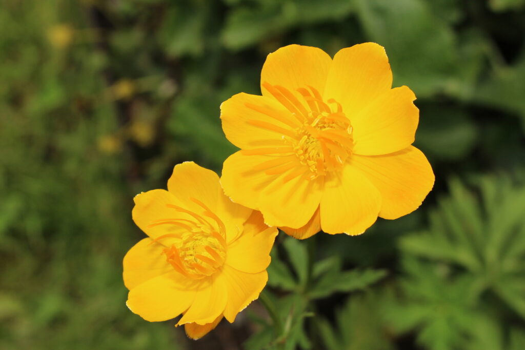 Globeflower (Trollius spp.) - (credito immagine: RukiMedia)