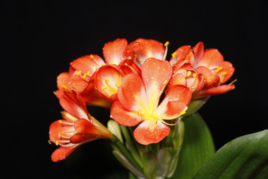 Kaffir Lily (Clivia miniata) - (image credit: zhengzaishuru)