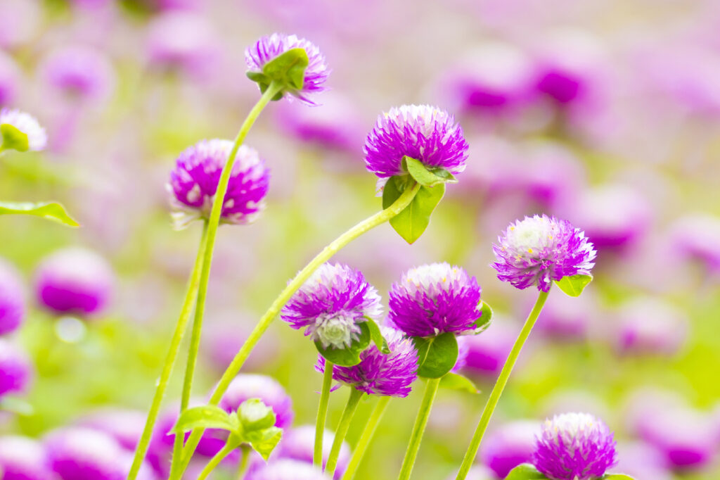 Amaranto a fiore (Gomphrena globosa) - (credito immagine: missisya)