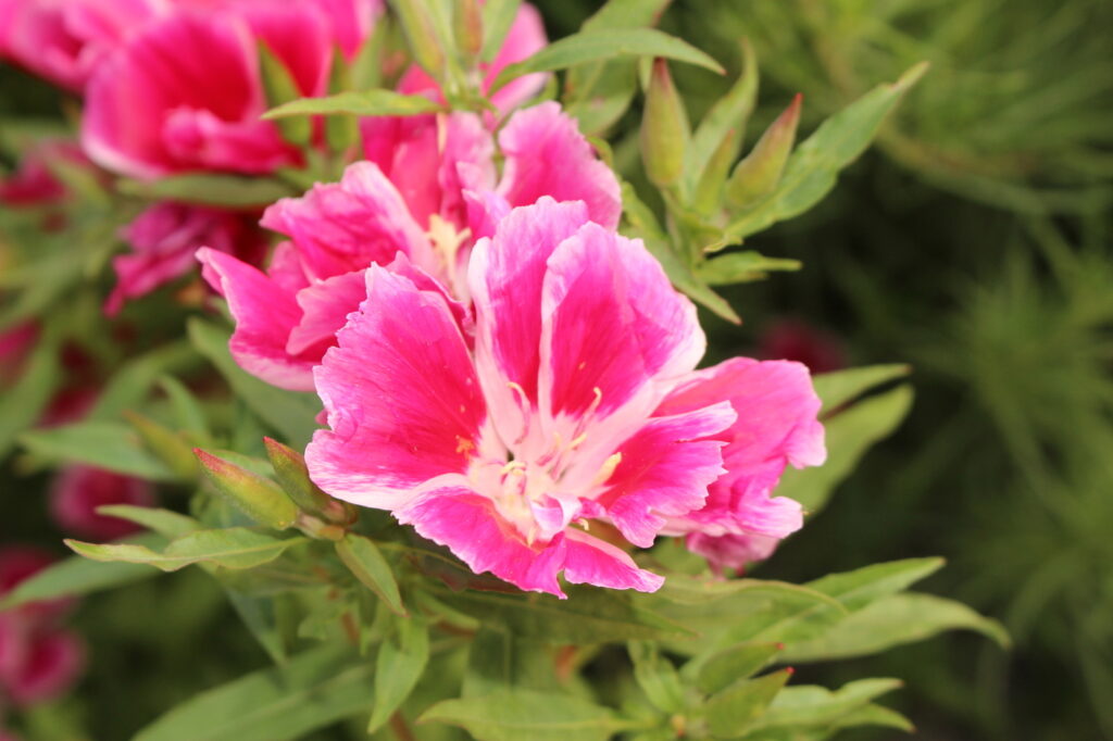 Godetia (Clarkia amoena) - (credito immagine: RukiMedia)