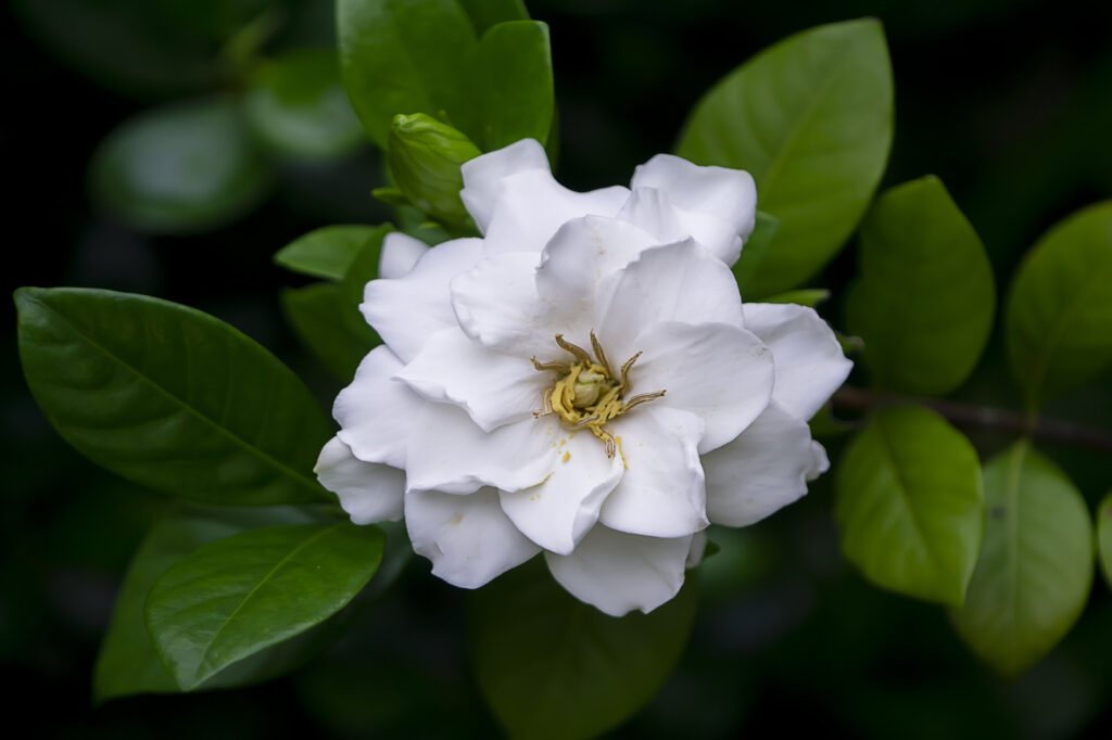 Gardenia (Gardenia jasminoides) - (credito immagine: Noppharat_th)