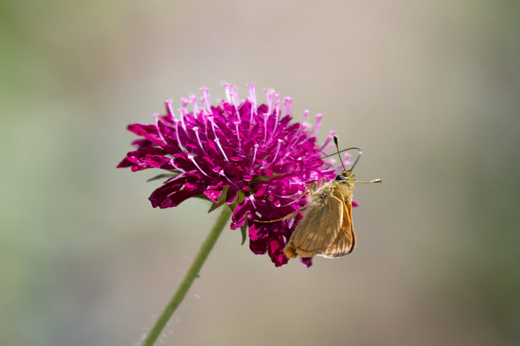 Knapweed (Knautia macedonia) - (credito immagine: MargaretClavell)