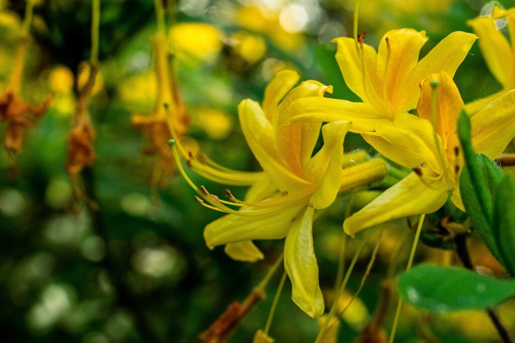 Honeysuckle (Diervilla lonicera) - (image credit: Wirestock)