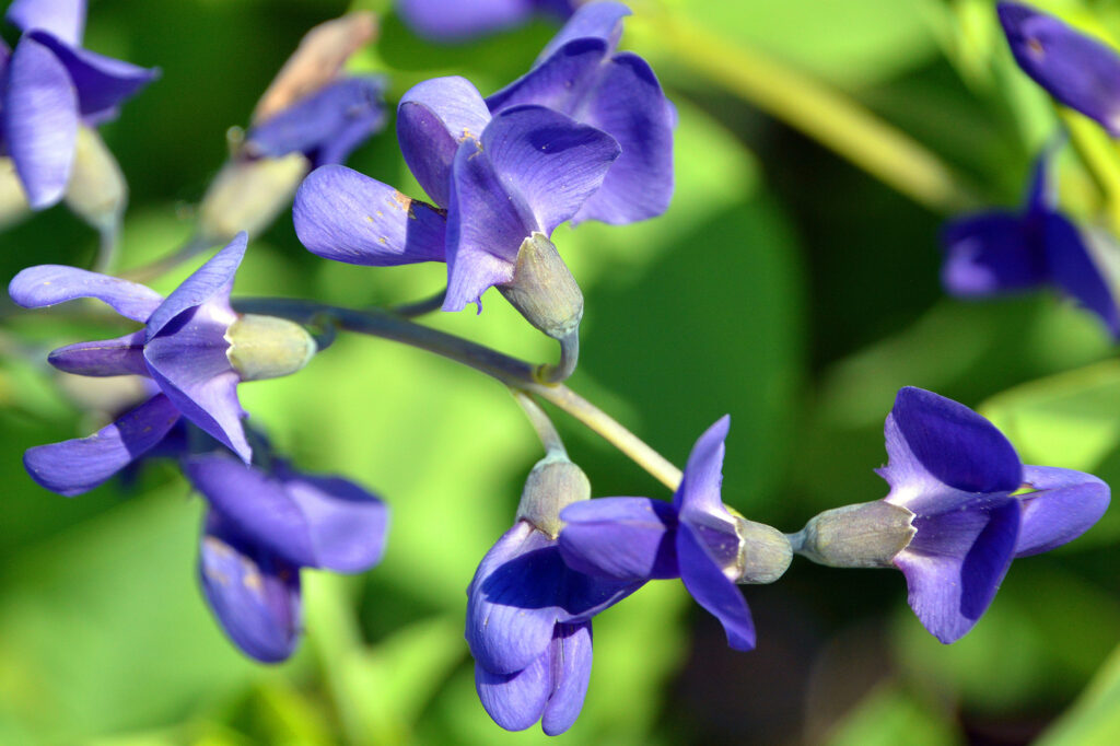 False Indigo (Baptisia australis) - (image credit: meunierd)