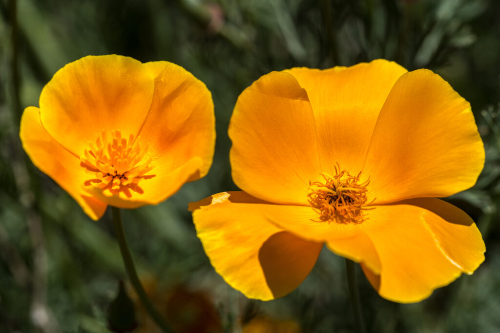 California poppy (Eschscholzia californica) - (image credit: HanjoHellmann)