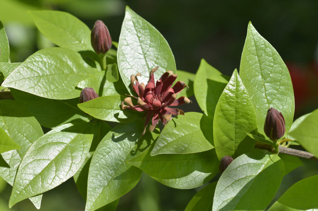 Calycanthus (Calycanthus floridus)
 - image credit: nahhan