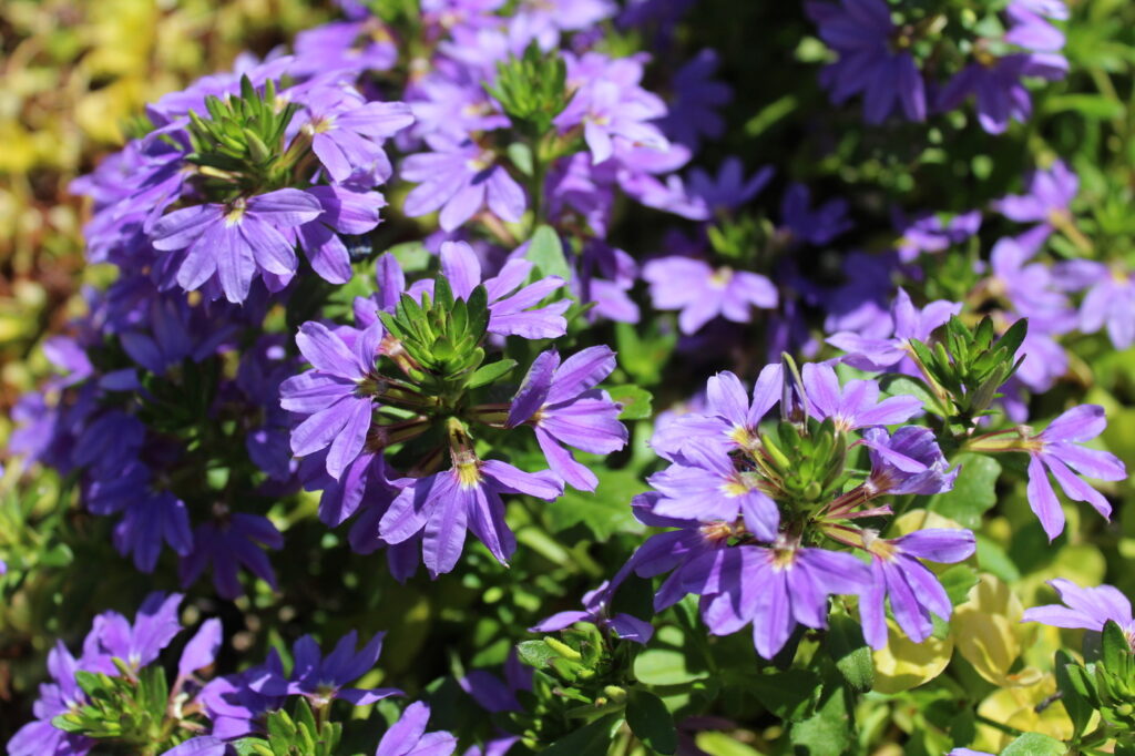 Fan Flower (Scaevola aemula) - (image credit: MartinaUnbehauen)