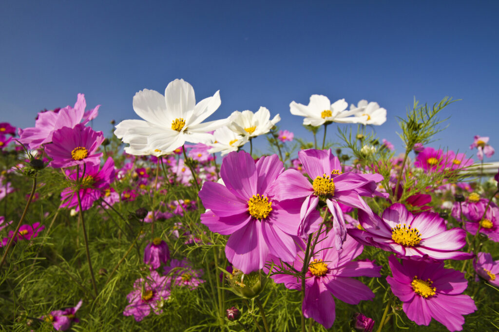 flowers that start with c - Cosmos bipinnatus - (image credit: photoncatcher63)