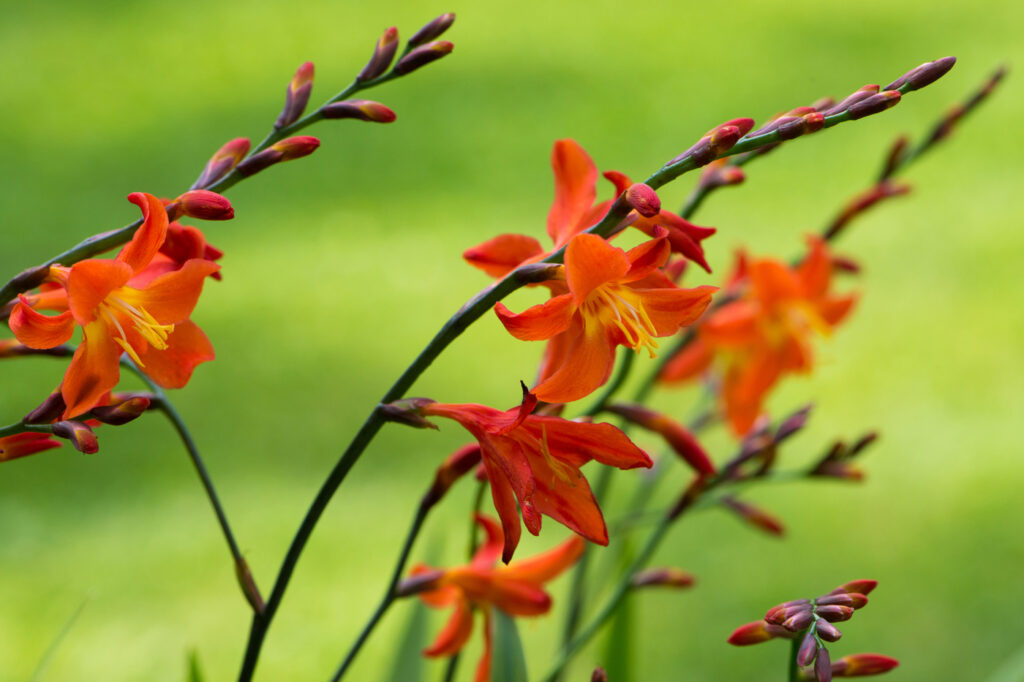 Crocosmia (Crocosmia spp.) - (image credit: Judithdz)