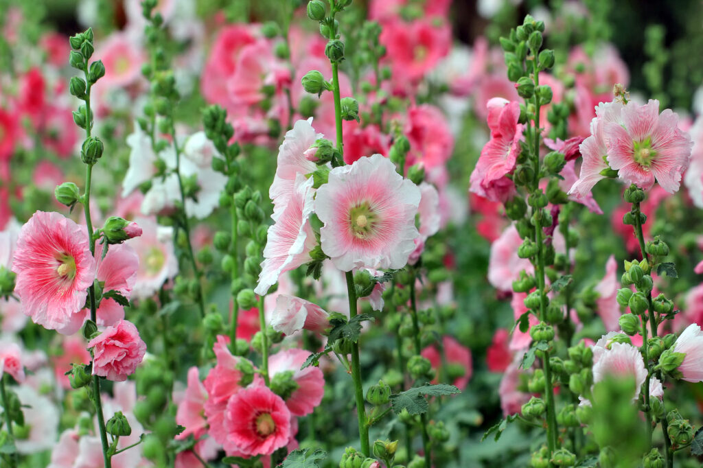 Hollyhock (Alcea rosea) - (image credit: leisuretime13)