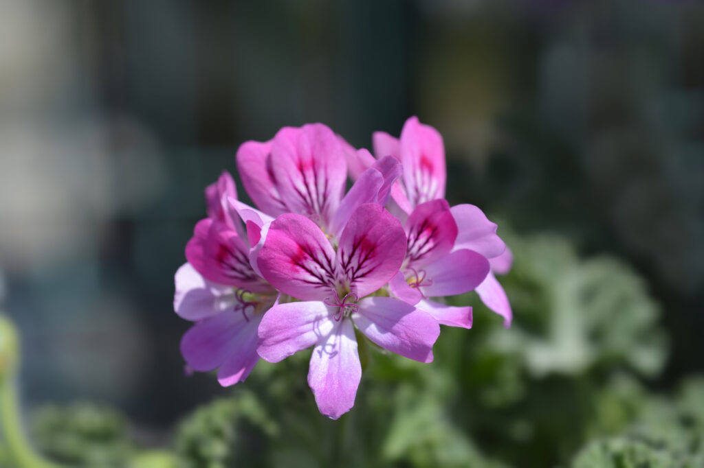 Geranio (Pelargonium spp.) - (credito immagine: nahhan)