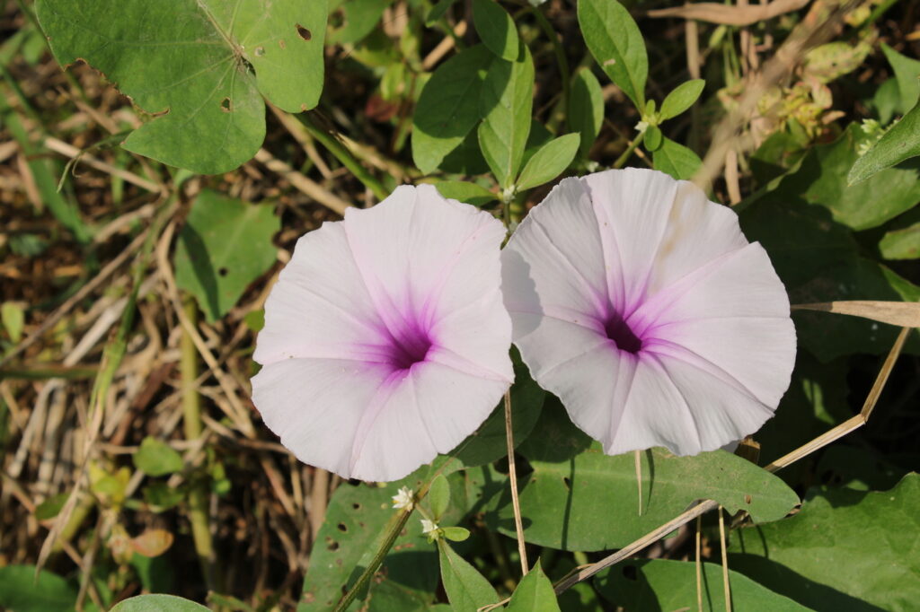 Kangkong (Ipomoea aquatica) - (image credit: santoshkumarparida40)