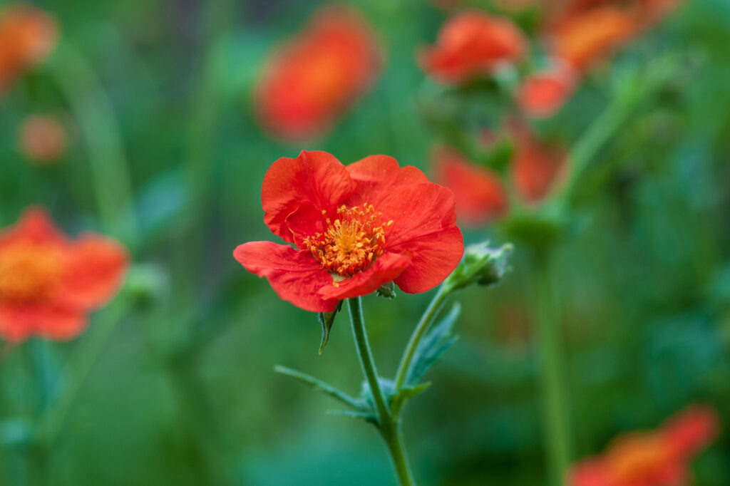 Geum spp. (Avens) - (credito immagine: NadyaSo)