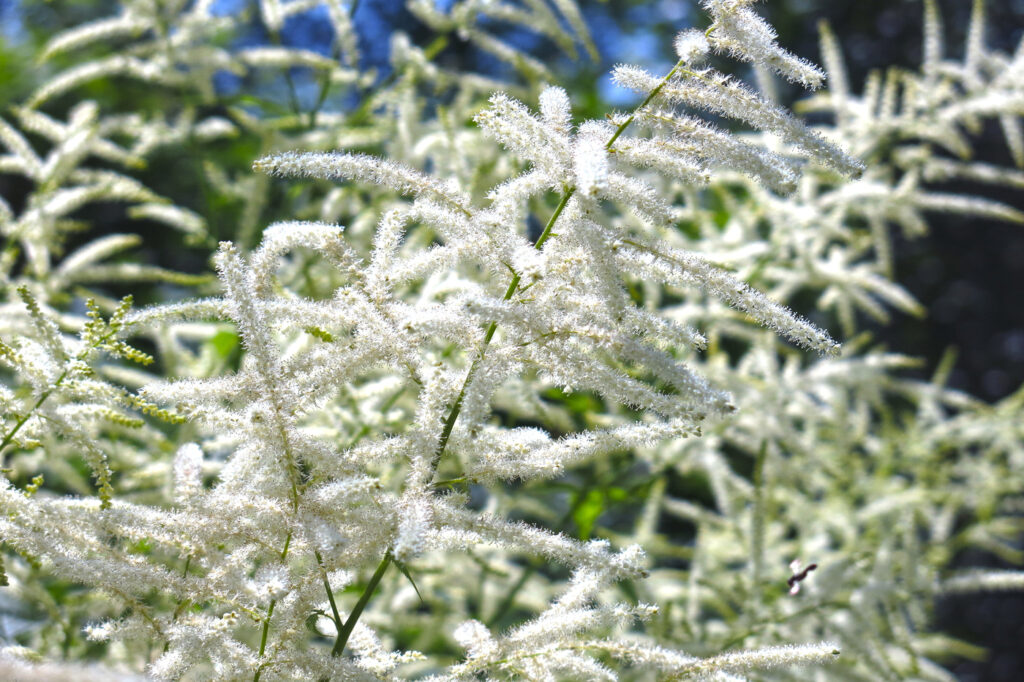 Barba di capra (Aruncus spp.) - (credito immagine: Lumatiss)