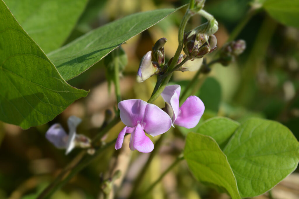 Hyacinth Bean Vine (Lablab purpureus) - (image credit: nahhan)