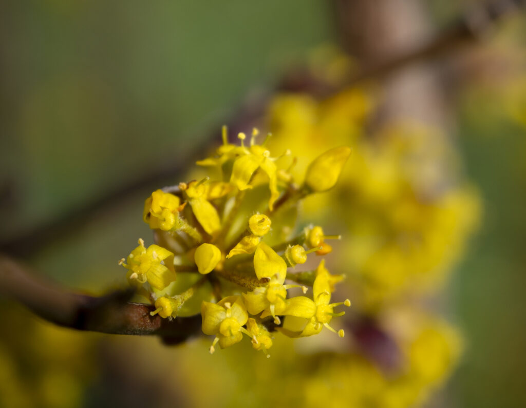 Cornelian cherry dogwood (Cornus mas) - image credit: AlikaObraz