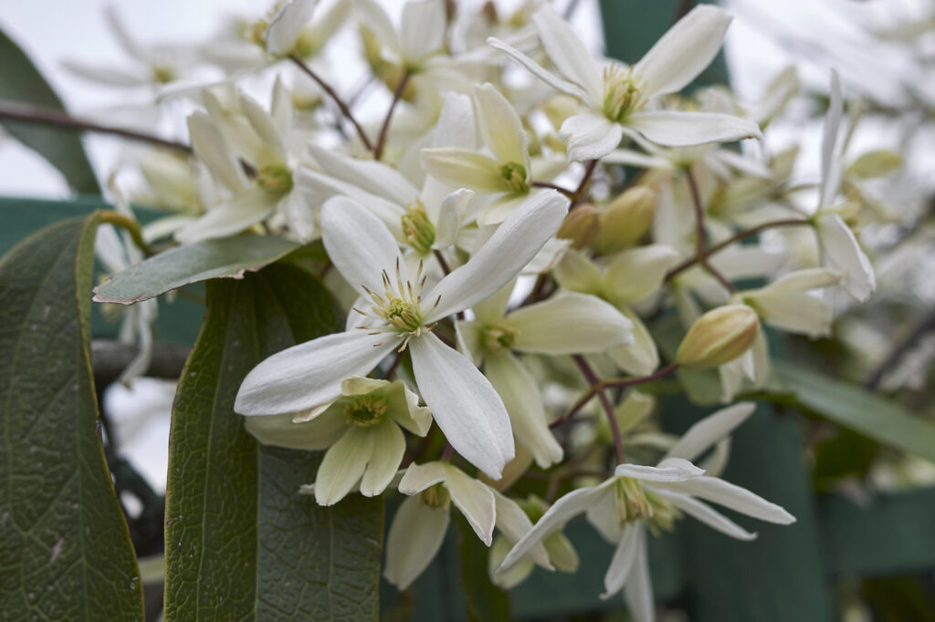 Clematis armandii (Evergreen clematis) - (image credit: simonapavan)