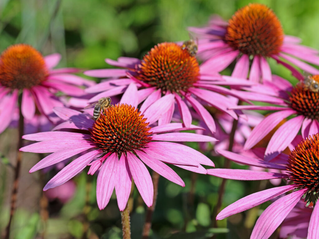 Coneflower (Echinacea purpurea) - mschuppi