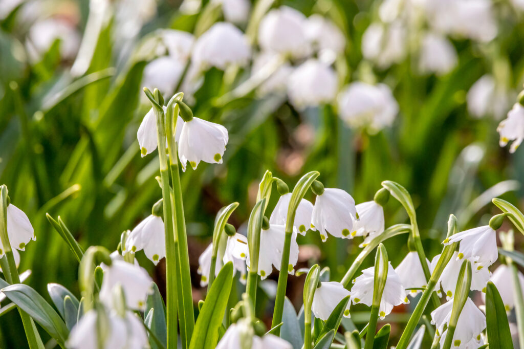 Galanthus nivalis (bucaneve) - (credito immagine: ms_pics_and_more) 