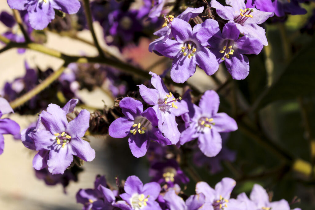 Heliotrope (Heliotropium arborescens) - (image credit: soniabonetruiz)