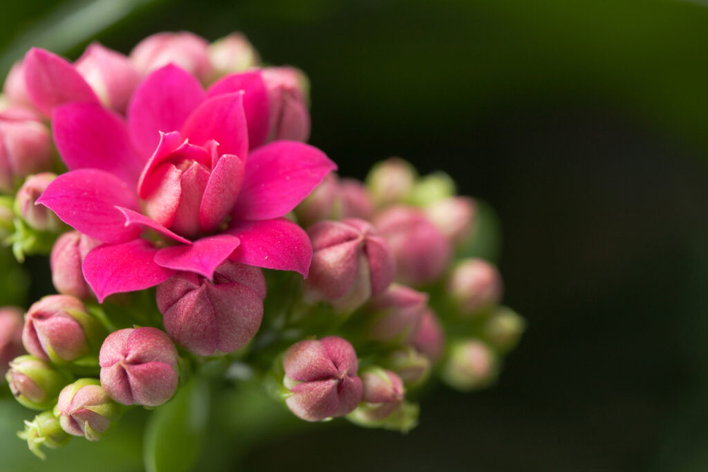 Kalanchoe (Kalanchoe blossfeldiana) - (image credit: Melica)