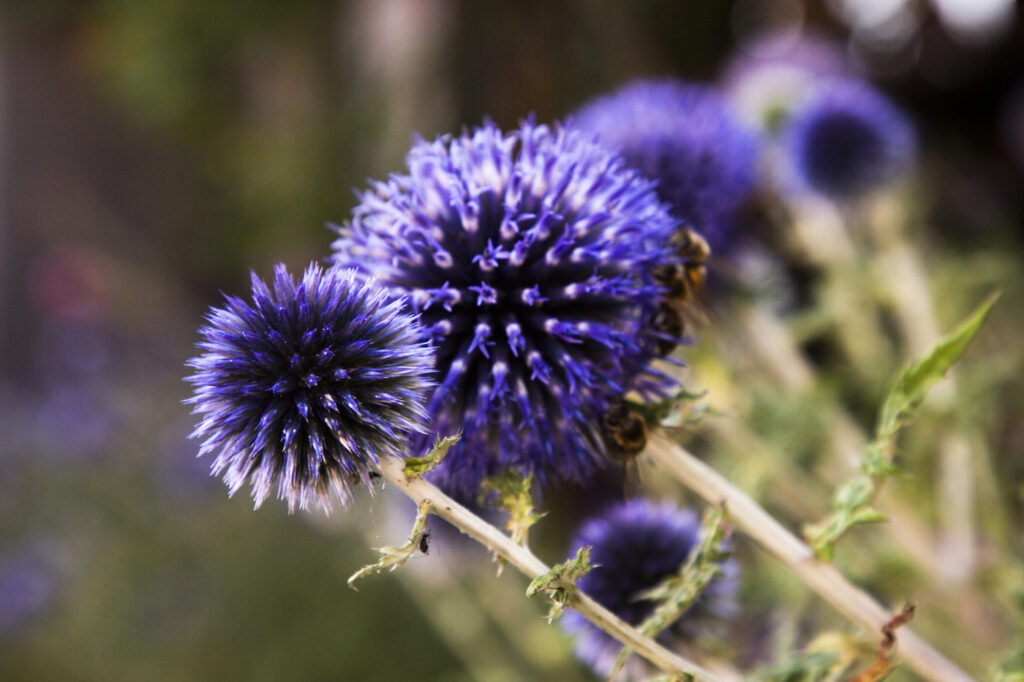 Cardo mariano (Echinops spp.) - (credito immagine: agiwron@gmail.com)