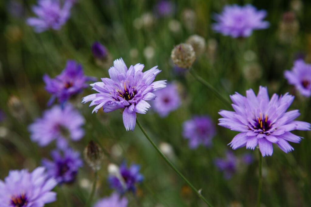 Cupid’s dart (Catananche caerulea) - (image credit: ovju@yandex.ru)