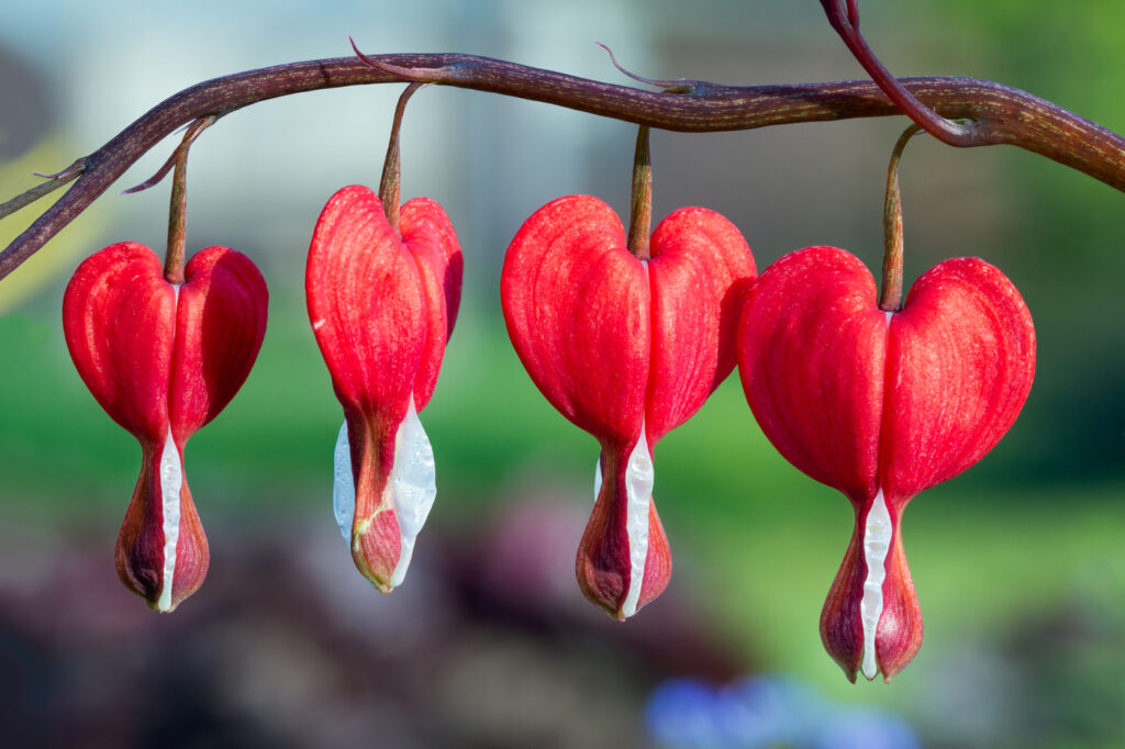 Heart Flower (Dicentra spectabilis)
- (image credit: KennethKeifer)