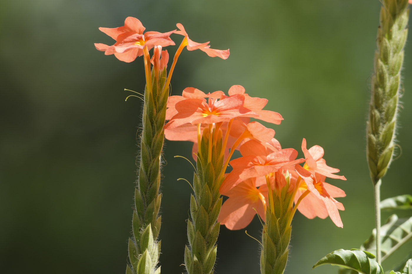 flowers that start with f - Firecracker flower (Crossandra infundibuliformis) - (image credit: rainbow_dazzle)