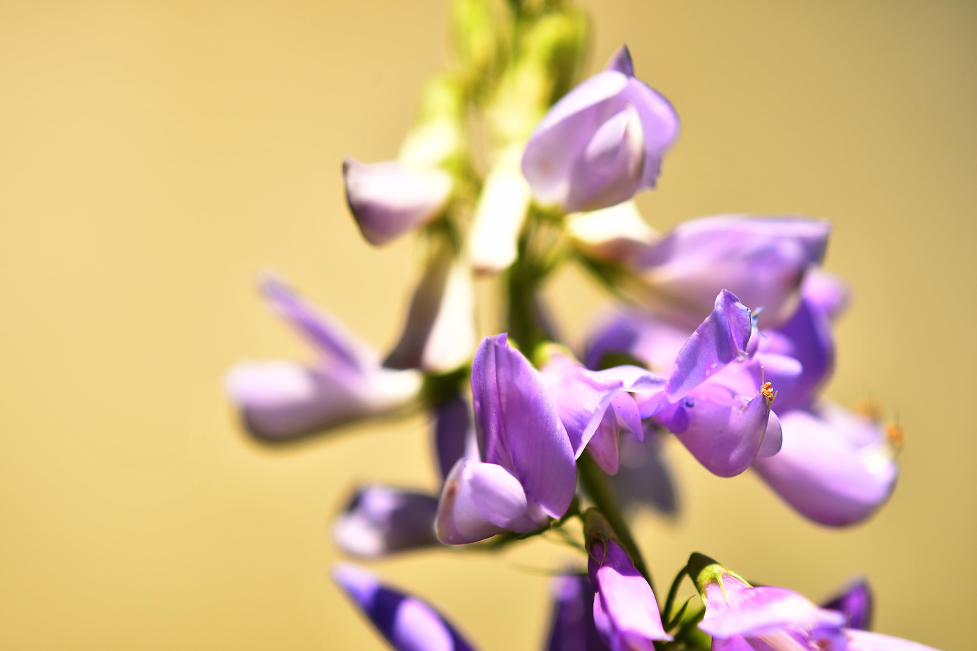 Ruta caprina (Galega officinalis) - (credito immagine: jochenschneider)