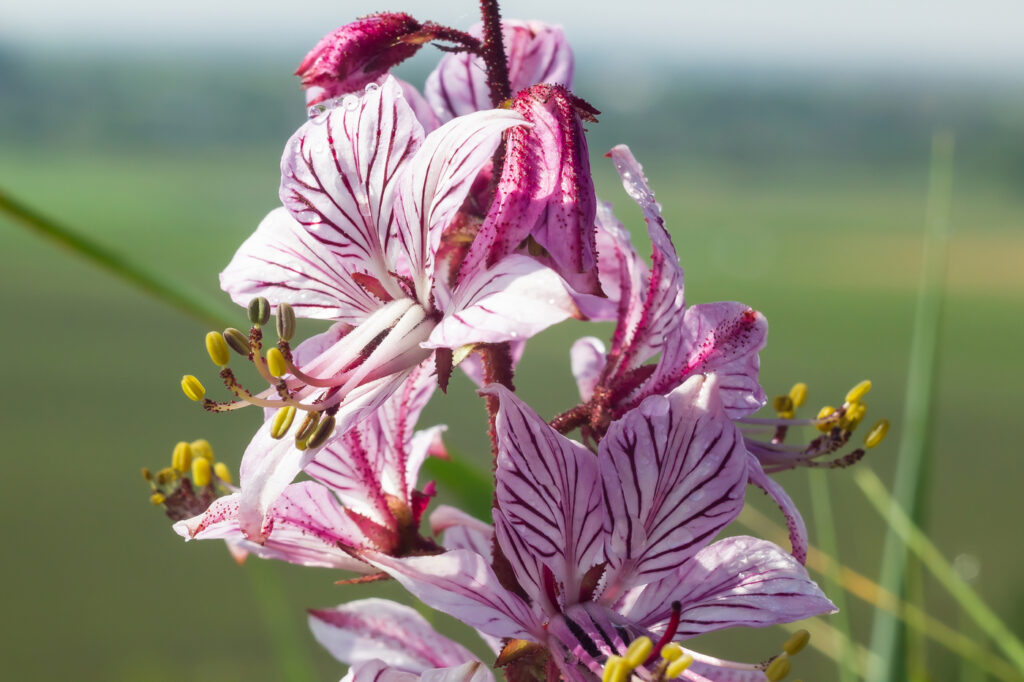 Pianta del gas (Dictamnus albus) - (credito immagine: olko1975)