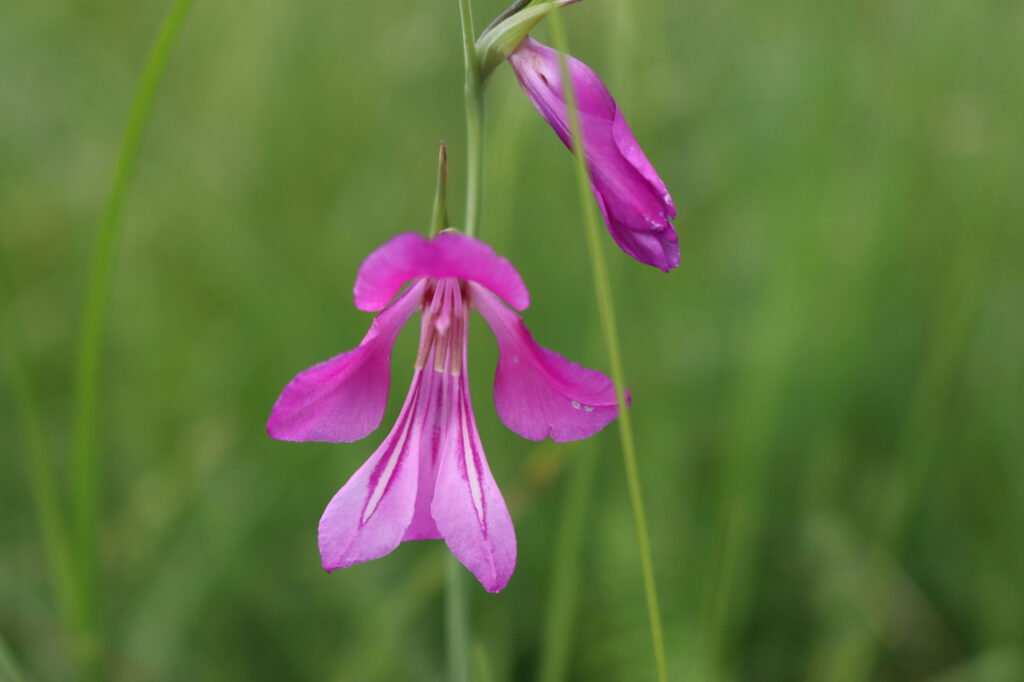 Gladiolo (Gladiolus palustris) - (credito immagine: SarahTM)