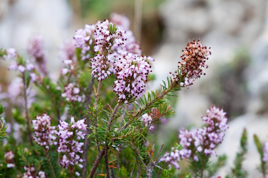 Heather (Calluna vulgaris) - (image credit: Jim_Filim)