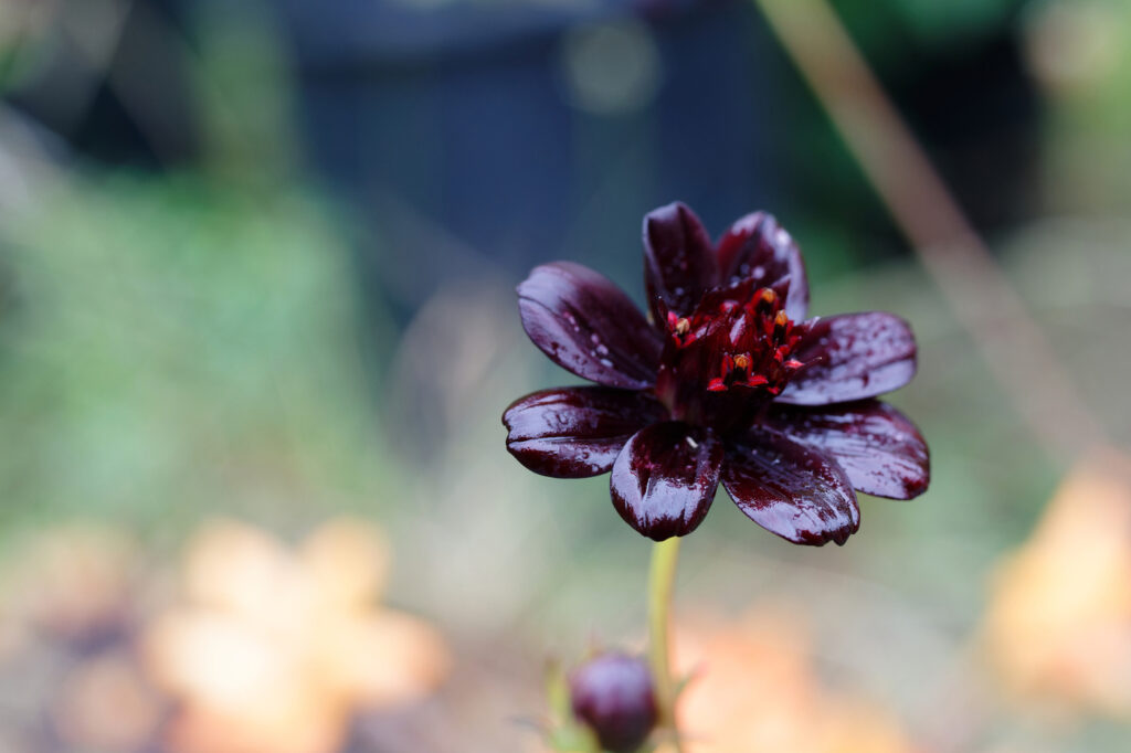 Chocolate cosmos (Cosmos atrosanguineus) - (image credit: Wirestock)