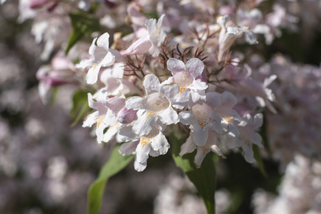 Kolkwitzia amabilis (Beautybush) - (credito immagine: cadama)