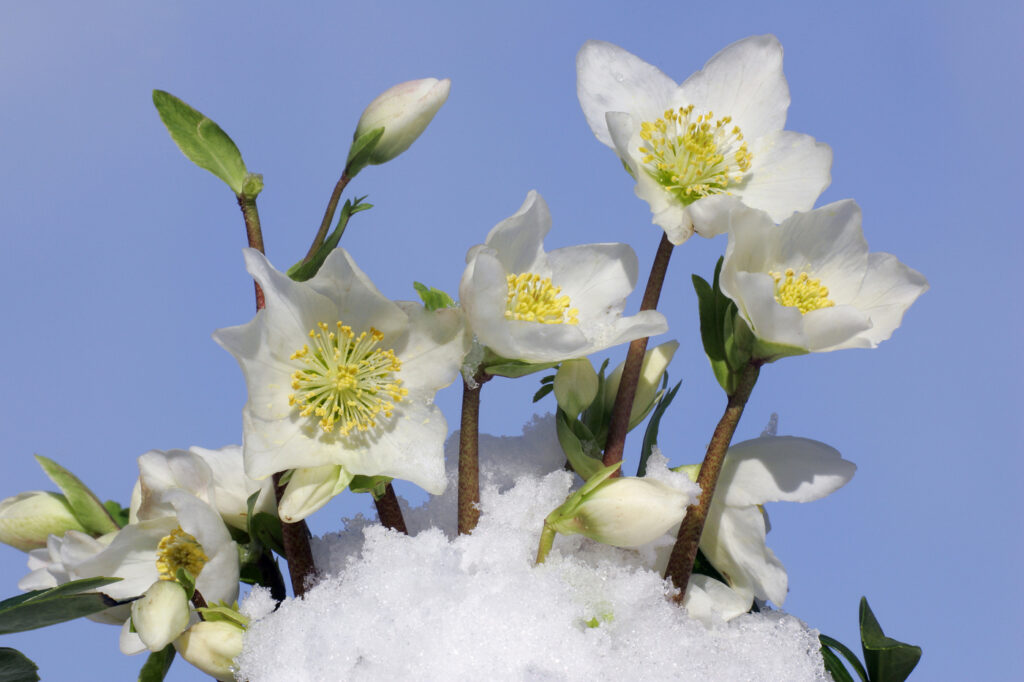 Hellebore (Helleborus spp.) - (image credit: MianHamza)