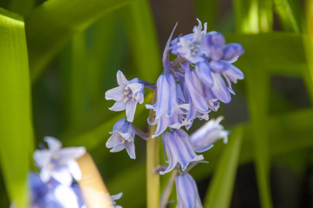 Hyacinthoides hispanica (Spanish Bluebell) - (image credit: ratherton)