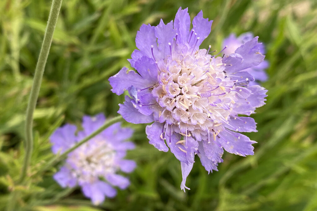 Knautia Arvensis (scabiosa dei campi) - (credito immagine: MarioKrpan)