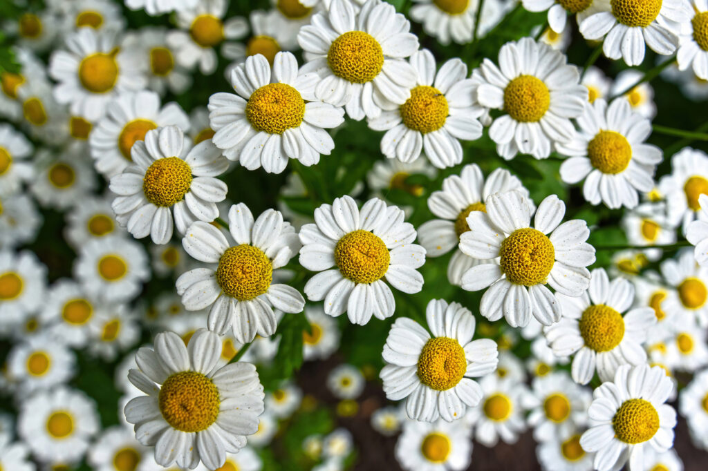 Feverfew (Tanacetum parthenium) - (image credit: hiperdino67)