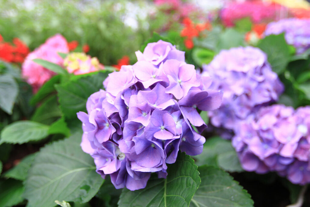 Hydrangea (Hydrangea macrophylla) - (image credit: sameashk.yahoo.com.hk)