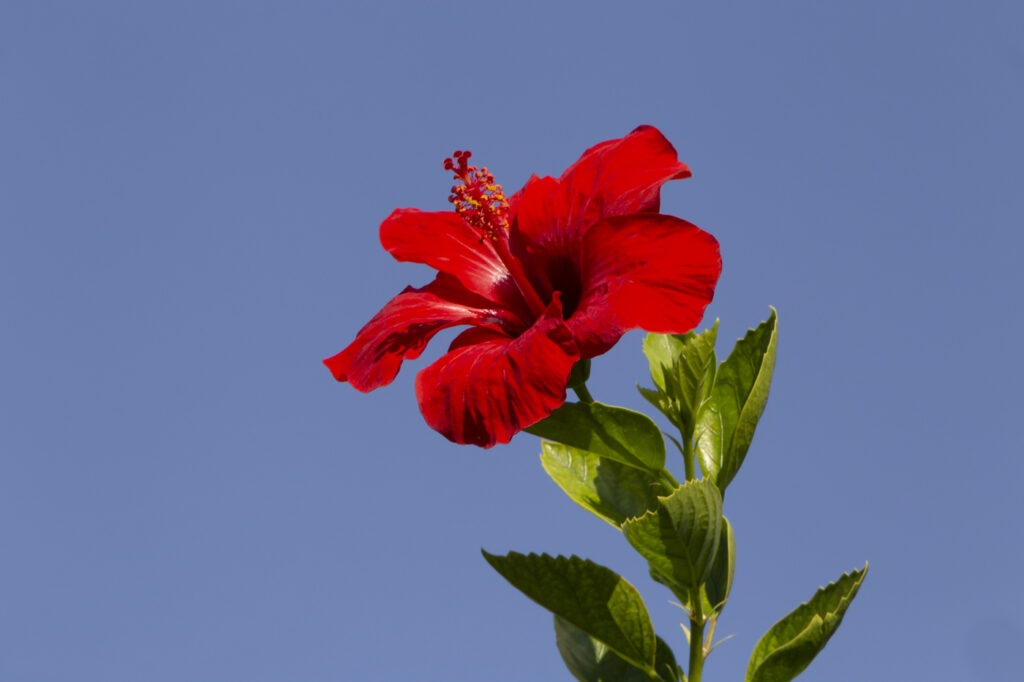 Hibiscus (Hibiscus rosa-sinensis) 
- (image credit: romantiche)