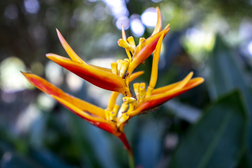 Heliconia (Lobster-Claws) - (image credit: Bluefish_ds)