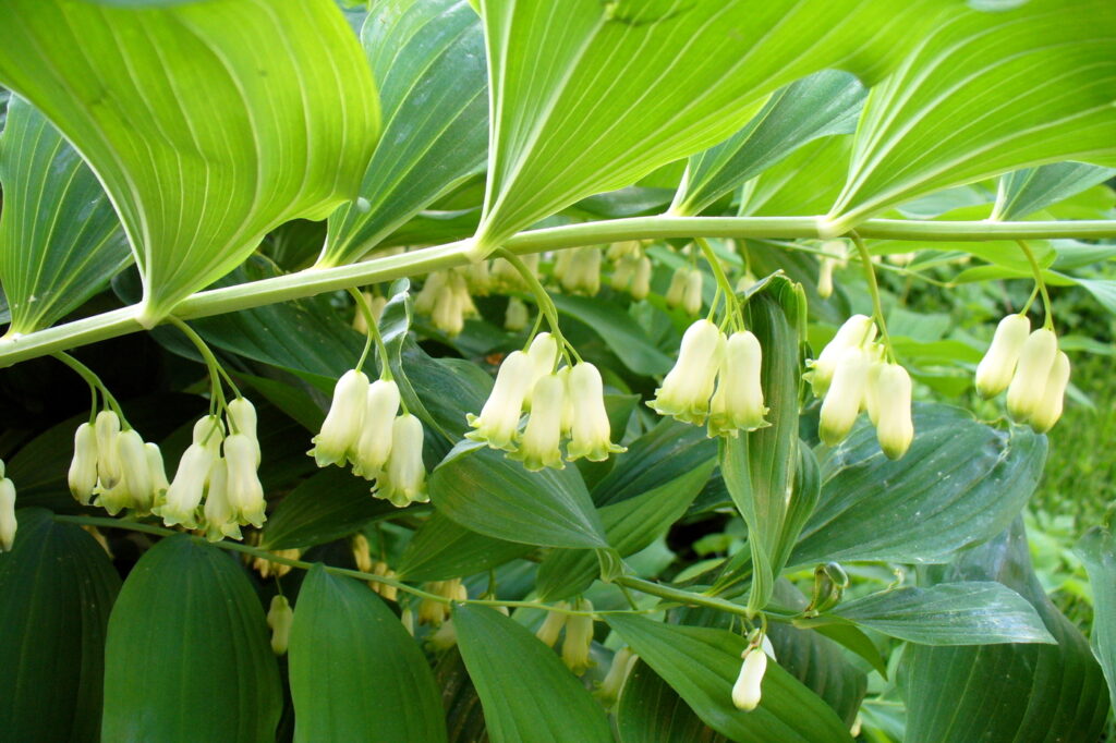 King Solomon’s Seal (Polygonatum) - (image credit: vaivirga)