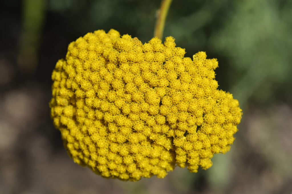 Fern Leaf Yarrow (Achillea filipendulina)
- (image credit: nahhan)