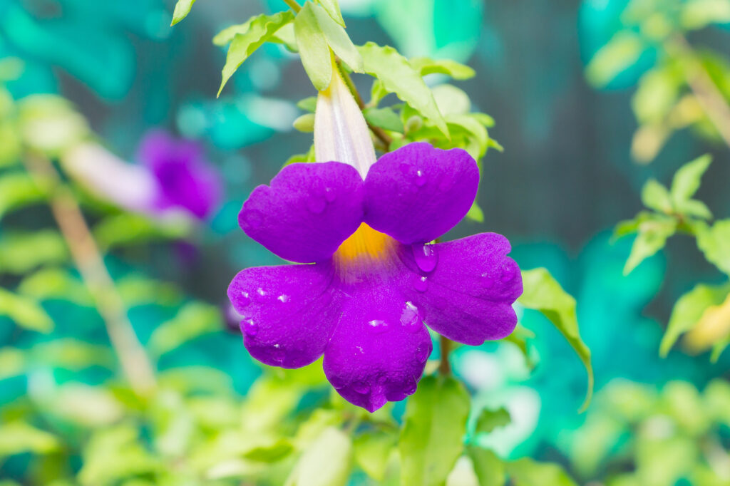 Mantello del re (Thunbergia erecta) - (credito immagine: sirichaiDeposit)