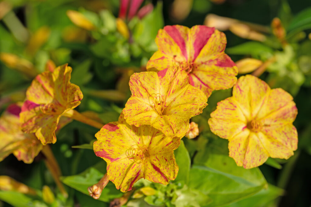 Four O’clock (Mirabilis jalapa) - (image credit: mschuppi)