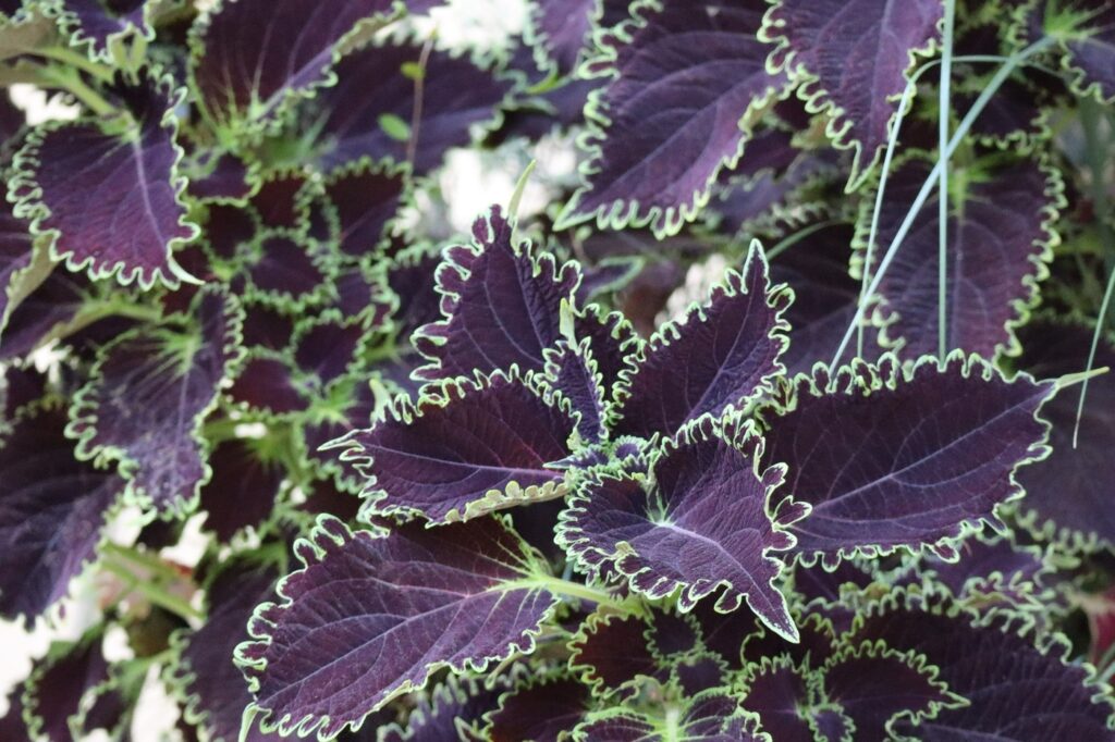 Flame Nettle (Solenostemon scutellarioides) - (image credit: rumxde)