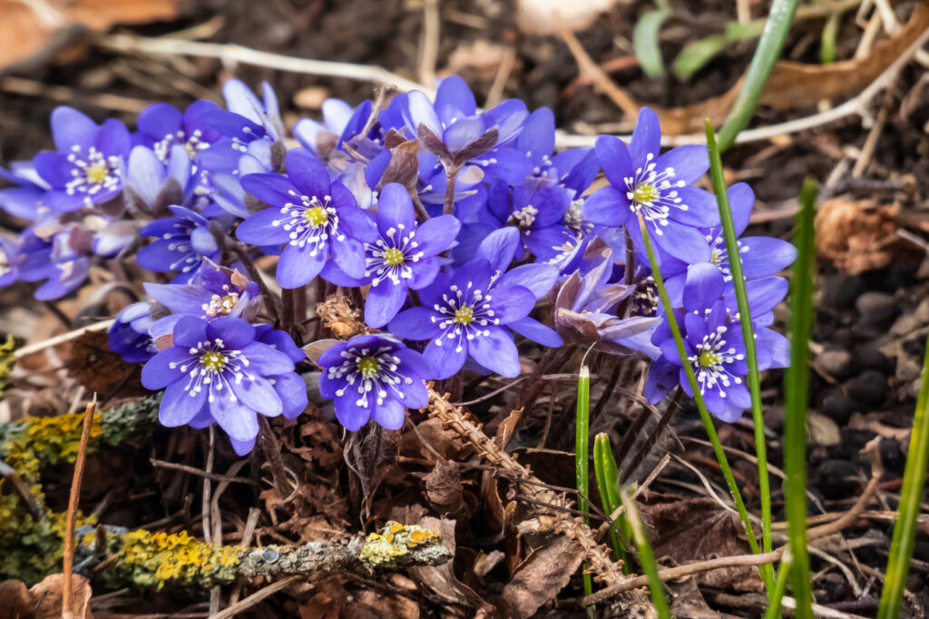 Hepatica (Hepatica nobilis) - (image credit: Kris.Rad)